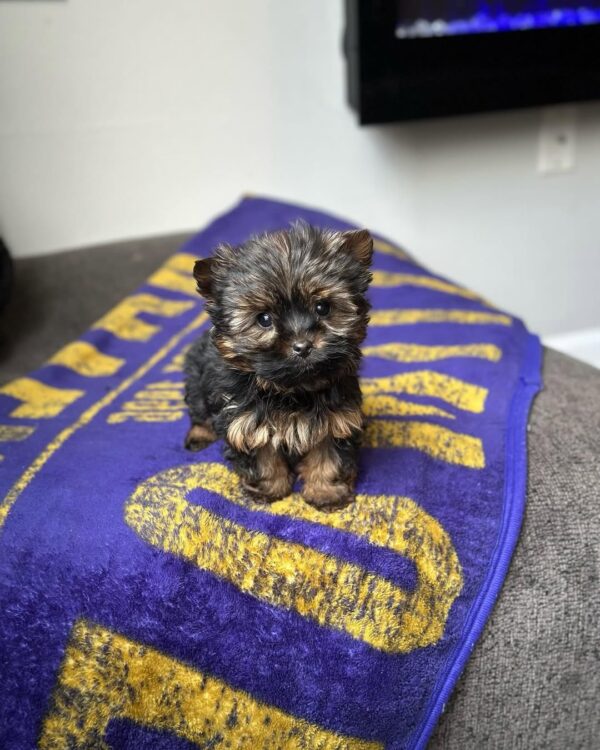 Female yorkie puppy for sale - Kiko at 11 weeks old, raised at Susana Yorkie Puppies in Lena, Louisiana