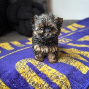 Female Yorkie Puppy