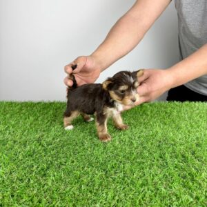Medox Adorable Male Yorkie Puppy