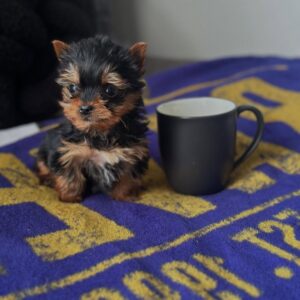 11 Weeks Affordable Female Yorkie