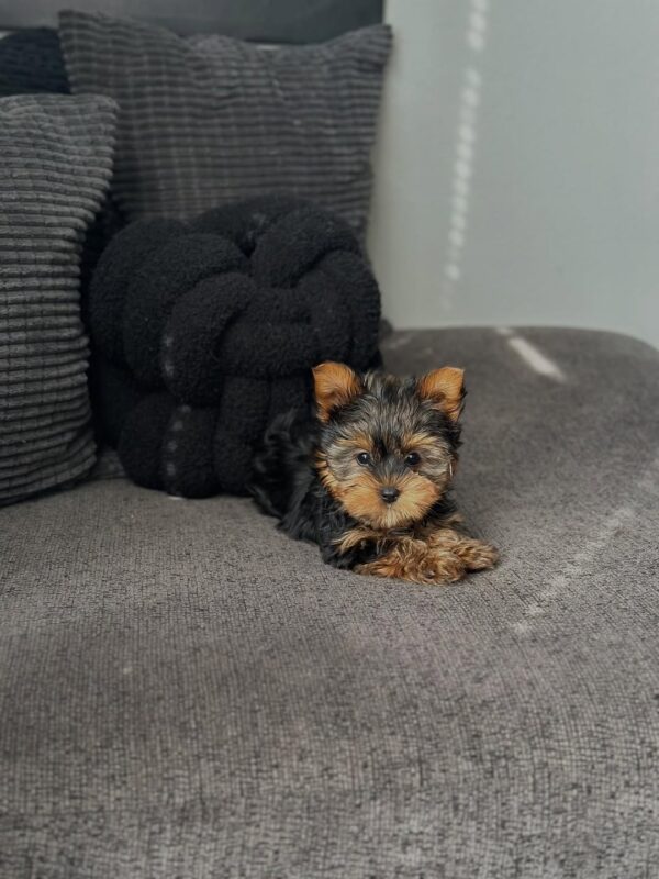 Kid friendly yorkie puppy - Jinez at 11 weeks old, raised at Susana Yorkie Puppies in Lena, Louisiana