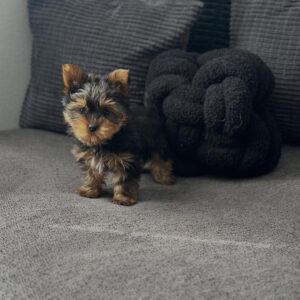 11 Weeks Jinez Kid Friendly Yorkie