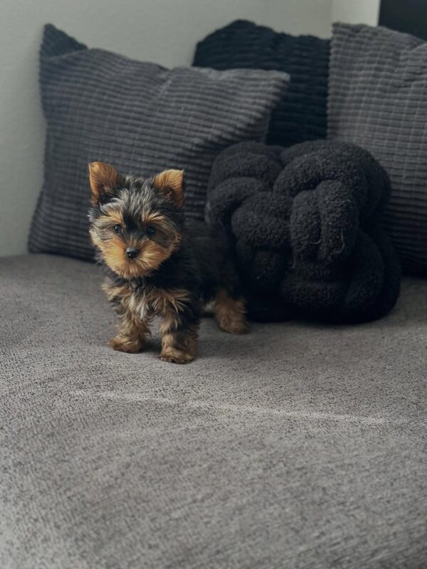 Kid Friendly Female Yorkie Puppy – Jinez, 11 Weeks - Yorkshire Terrier puppy available from Susana Yorkie Puppies
