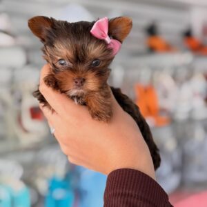 Claire Vet Checked Yorkie Puppy