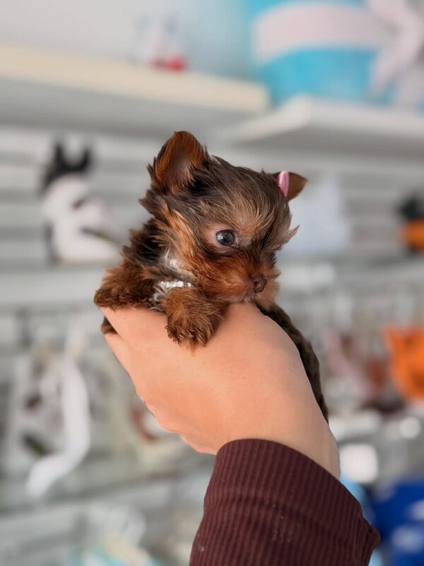 Vet checked yorkie puppy - Claire at 11 weeks old, raised at Susana Yorkie Puppies in Lena, Louisiana