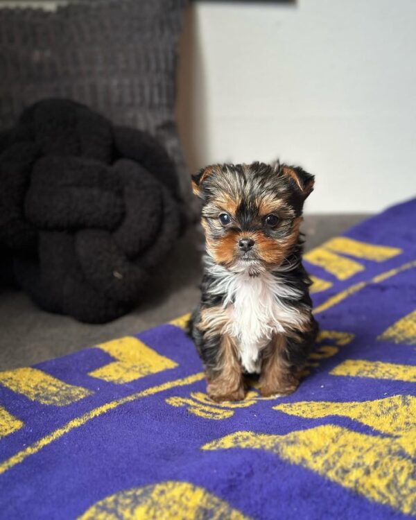 Toy yorkie puppy - Diko at 11 weeks old, raised at Susana Yorkie Puppies in Lena, Louisiana