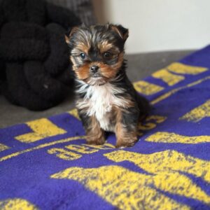Diko Toy Male Yorkie Puppy