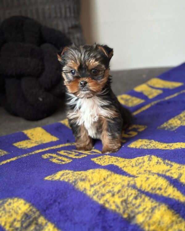 Toy Size Male Yorkie Puppy – Diko, 11 Weeks - Yorkshire Terrier puppy available from Susana Yorkie Puppies