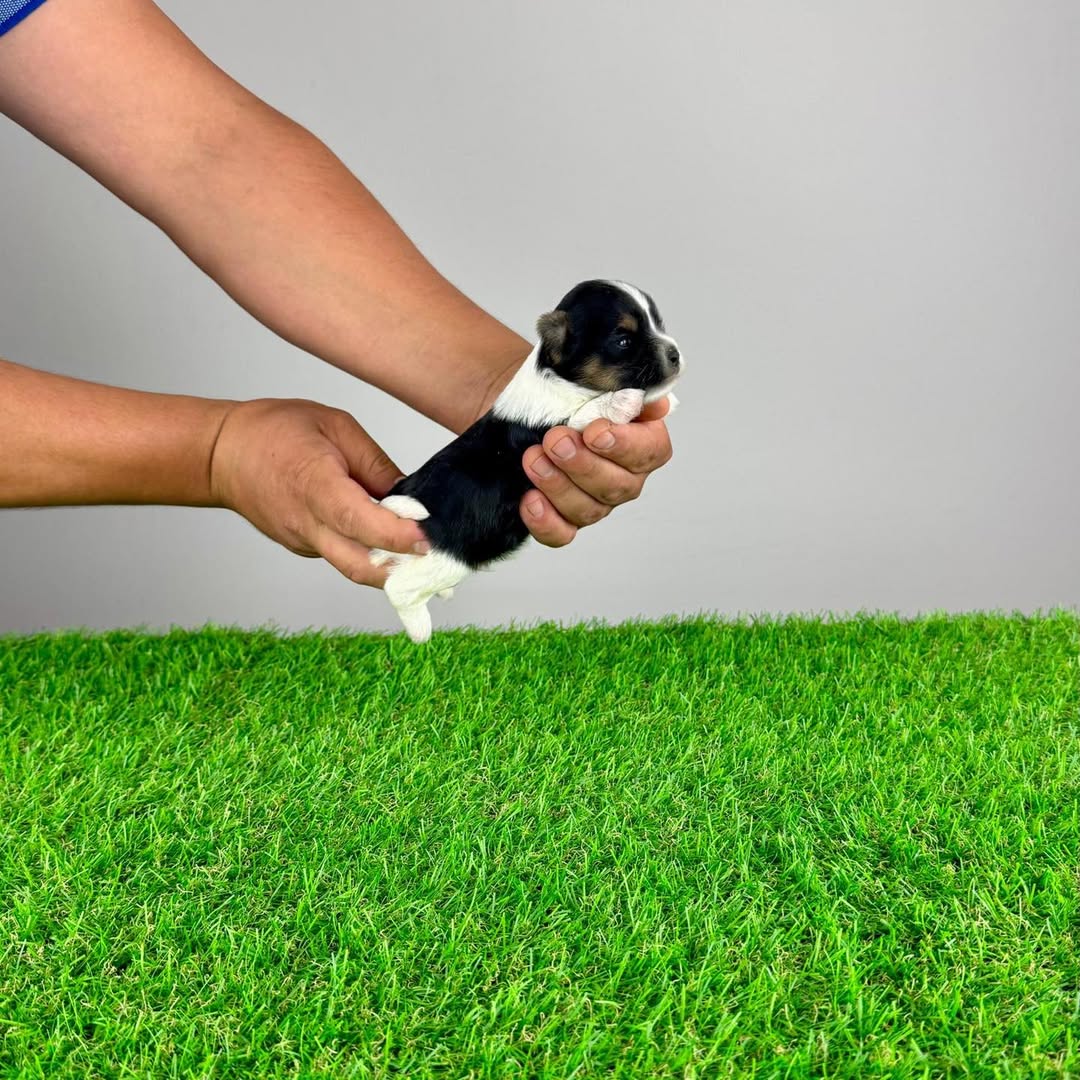 Small yorkie puppy - Epic at 11 weeks old, raised at Susana Yorkie Puppies in Lena, Louisiana