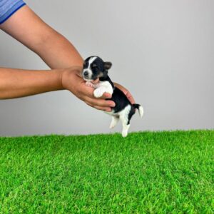 Epic, a small Yorkie puppy, male and 11 weeks old, raised at Susana Yorkie Puppies