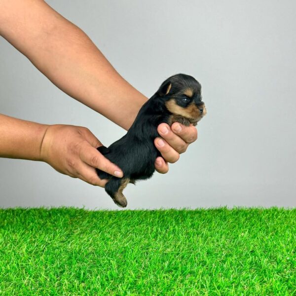 Yorkie puppy for adoption - Mico at 11 weeks old, raised at Susana Yorkie Puppies in Lena, Louisiana