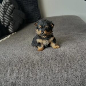 Jefer Potty Trained Yorkie Puppy