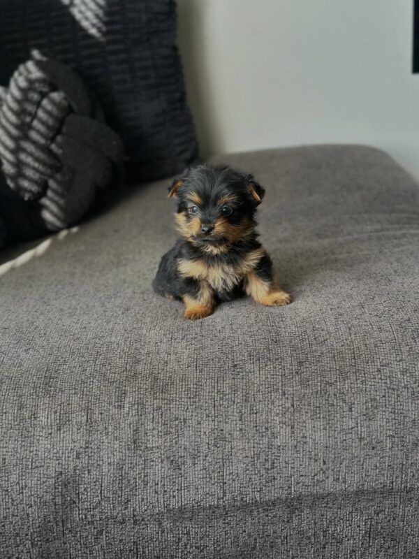 Potty Trained Yorkie Puppy for Sale – Jefer, 11 Weeks - Yorkshire Terrier puppy available from Susana Yorkie Puppies