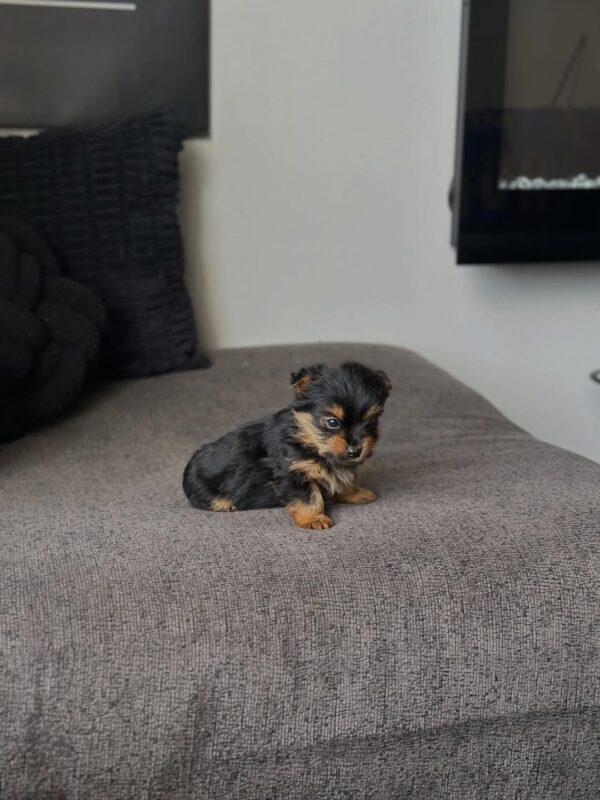 Potty trained yorkie puppy - Jefer at 11 weeks old, raised at Susana Yorkie Puppies in Lena, Louisiana