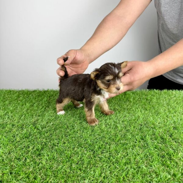 Male yorkie puppy for sale - Medox at 11 weeks old, raised at Susana Yorkie Puppies in Lena, Louisiana