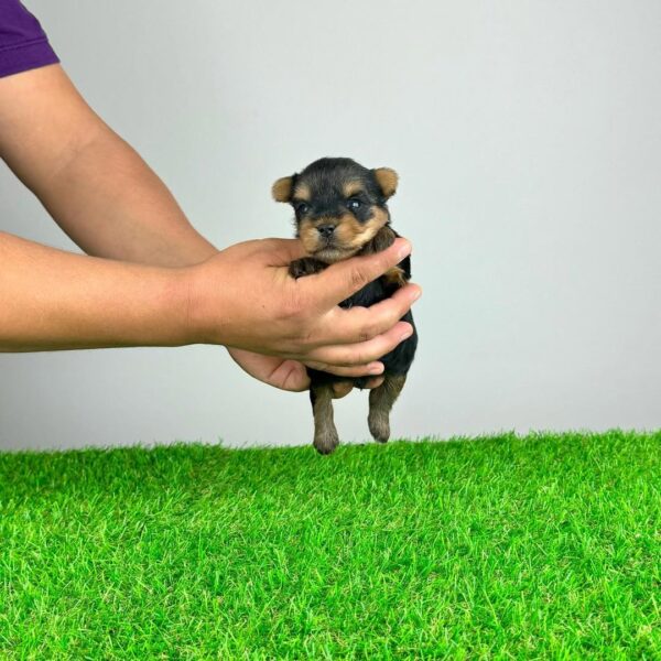 Male Yorkie Puppy for Adoption – Mico, 11 Weeks - Yorkshire Terrier puppy available from Susana Yorkie Puppies