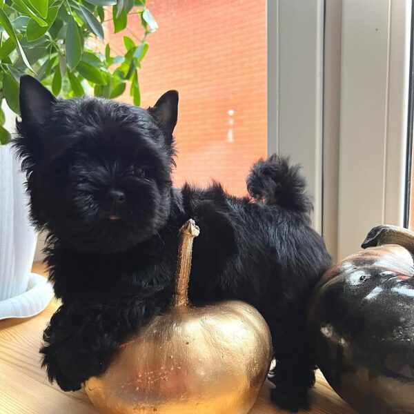 Purebred yorkie puppy - Polar at 13 weeks old, raised at Susana Yorkie Puppies in Lena, Louisiana