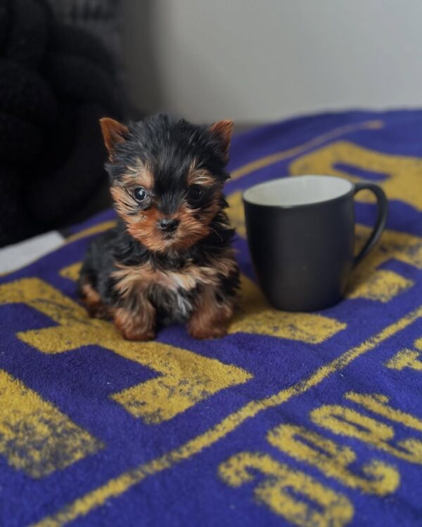 Affordable yorkie puppy - this affordable female at 11 weeks old, raised at Susana Yorkie Puppies in Lena, Louisiana
