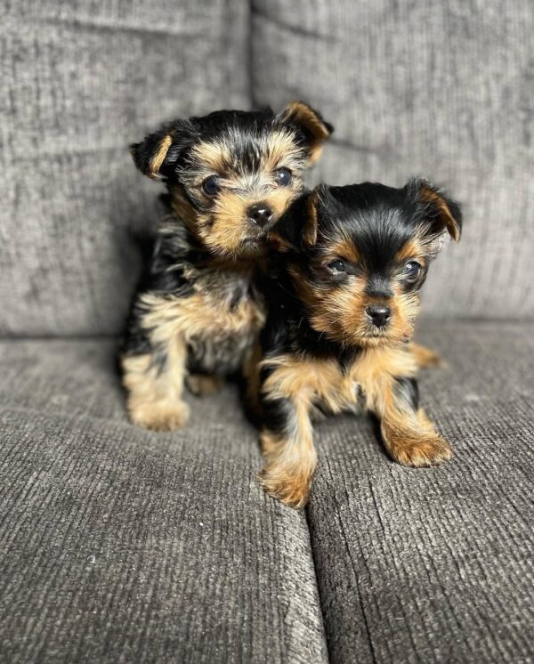 Yorkie puppy pair - Vic and Vicky at 11 weeks old, raised at Susana Yorkie Puppies in Lena, Louisiana