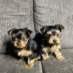 Vic & Vicky Male & Female Yorkie