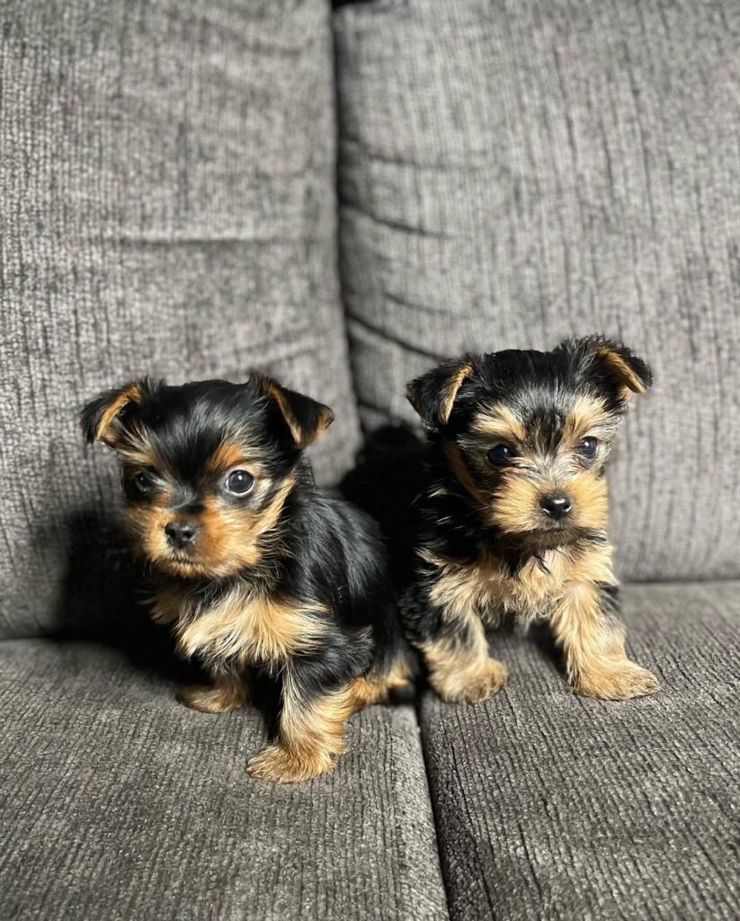 Yorkie puppies for sale - Vic and Vicky, littermates raised at Susana Yorkie Puppies in Lena, Louisiana