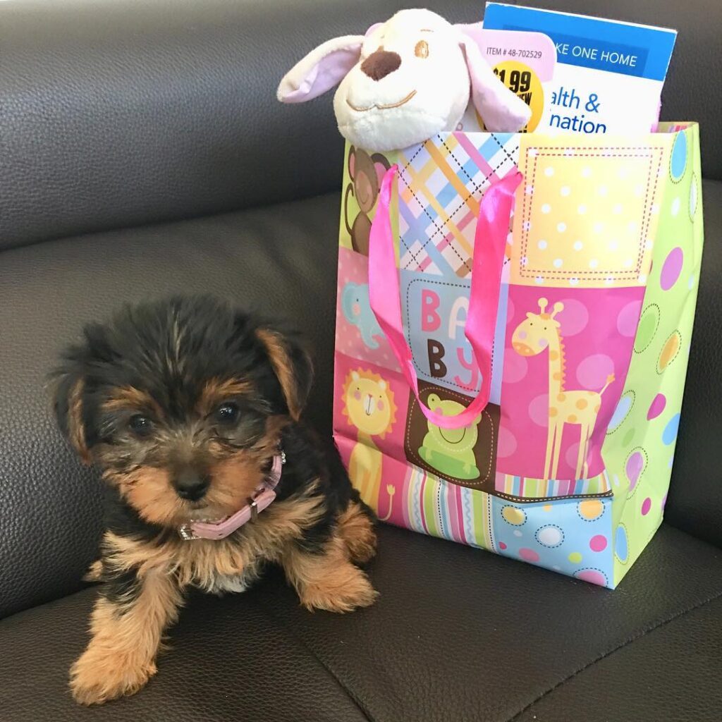 Avoiding Yorkie puppy scams - our own puppies photographed at home, not stock images