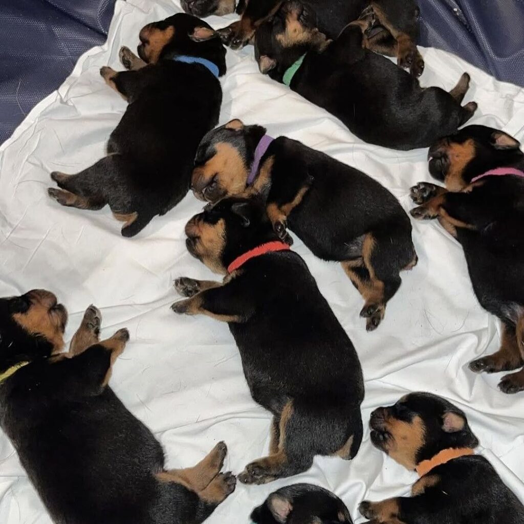 Puppy lemon laws by state - Yorkie puppies placed across the USA by Susana Yorkie Puppies