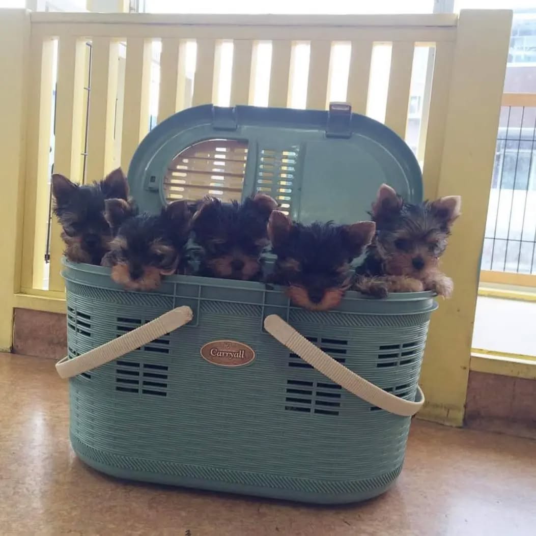 Yorkshire Terrier littermates raised together in a family home