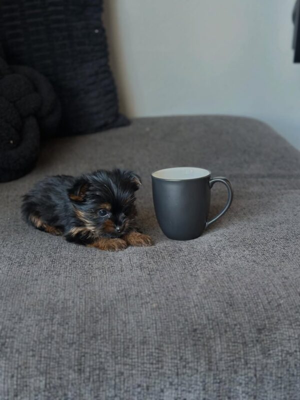 Health guaranteed yorkie puppy - Zian at 11 weeks old, raised at Susana Yorkie Puppies in Lena, Louisiana