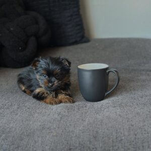 Zian Heath Guaranteed Yorkie Puppy