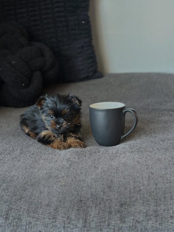 Health Guaranteed Female Yorkie Puppy – Zian, 11 Weeks - Yorkshire Terrier puppy available from Susana Yorkie Puppies